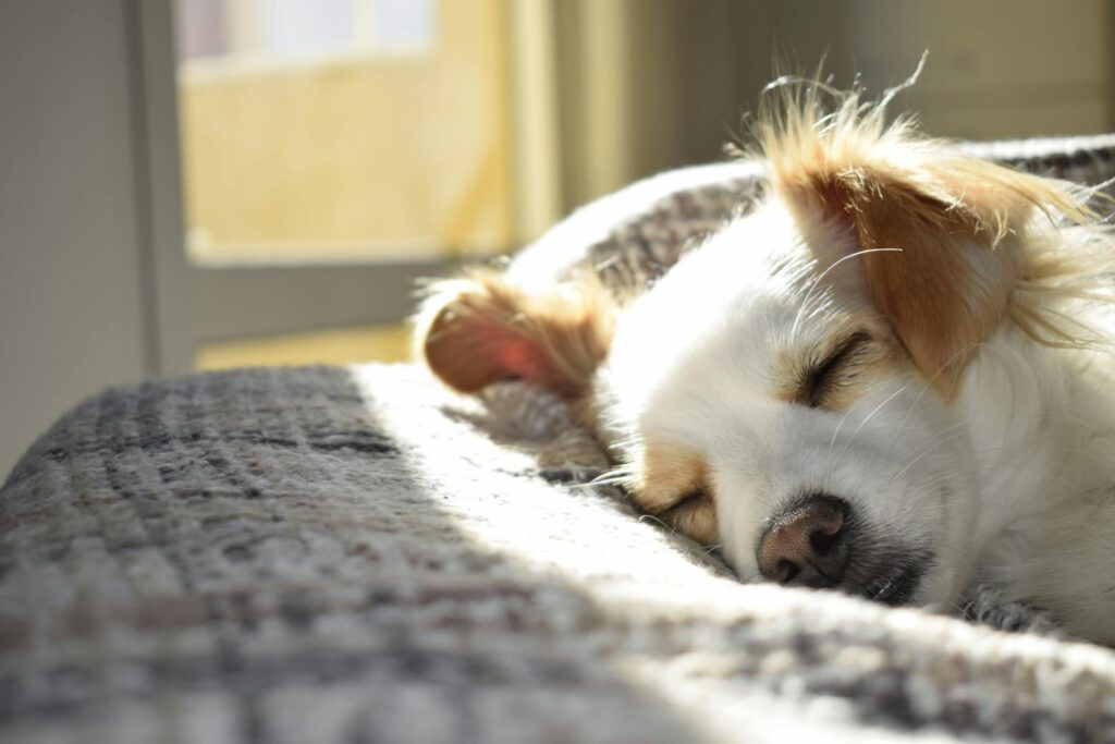 A dog sleepng on the sofa